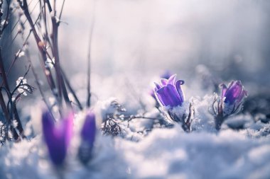 Sabah güneşinde kar yağan mor timsahlar. İlkbaharın başlarında, ilk açan kar damlası çiçekleri. Makro resim, seçici odak. 