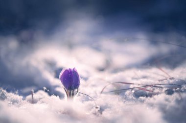 Sabah güneşinde kar yağan Violet Crocus. İlkbaharın başlarında, ilk açan kar damlası çiçekleri. Makro resim, seçici odak.