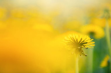 Baharda çiçek açan sarı karahindibalar. Makro görüntü. Bulanık yaz doğa geçmişi. Sarı çiçek arkaplanı