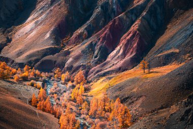 Sarı sonbahar ağaçları ve gün batımında dağ geçidinde nehir. Altai, Sibirya, Rusya 'da sonbahar manzarası.