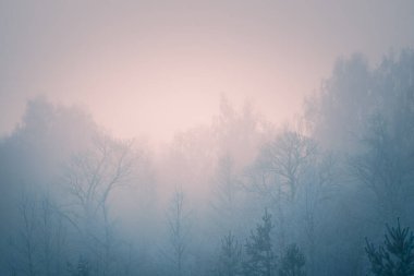 Kış ormanında, sisli gündoğumunda buzla kaplı ağaçlar. Soyut kış doğa arkaplanı