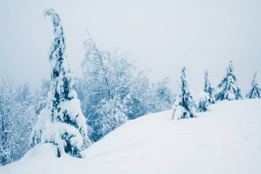 Sisli bir günde kış ormanında karla kaplı ağaçlar. Güzel kış doğası geçmişi