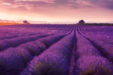 Valensole, Provence, Fransa 'da gün batımında lavanta tarlaları. Çiçek açan lavanta çiçekleri. Yaz manzarası. 
