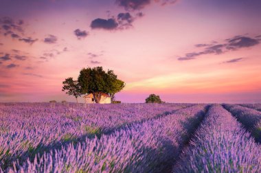 Fransa 'nın Provence şehrinde günbatımında lavanta tarlalarında ağaçları olan bir ev. Güzel yaz manzarası.