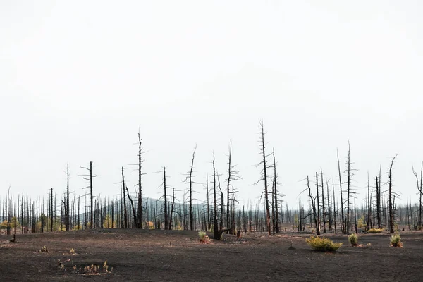 stock image Dead forest with dry burnt trees in black lava fields. Tolbachik volcano area in Kamchatka peninsula, Russia. Summer landscape