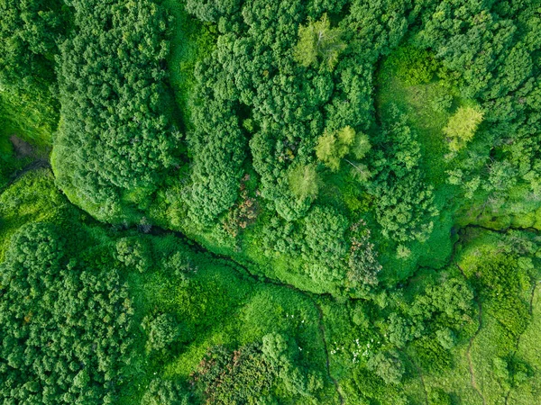 stock image Green hills with trees and fresh green grass. Aerial top down view. Abstract summer nature background. Kamchatka, Russia