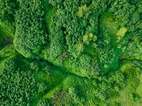 Stock image Green hills with trees and fresh green grass. Aerial top down view. Abstract summer nature background. Kamchatka, Russia