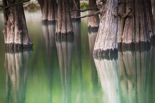 Воді Росте Чудове Озеро Деревами Абстрактне Літнє Тло Природи Болотяні — стокове фото