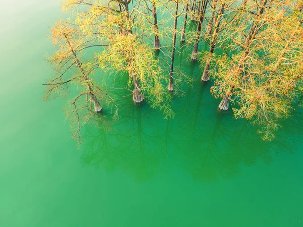 Krásné Jezero Stromy Rostoucími Vodě Letní Příroda Pozadí Cypřiše Zelených — Stock fotografie