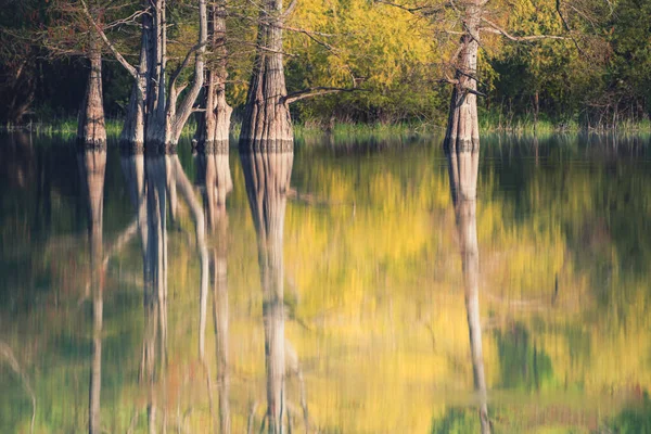 水の中に木が生えている美しい湖 夏の自然景観 ロシアのアナパにあるSkko湖の湿地サイプレス — ストック写真
