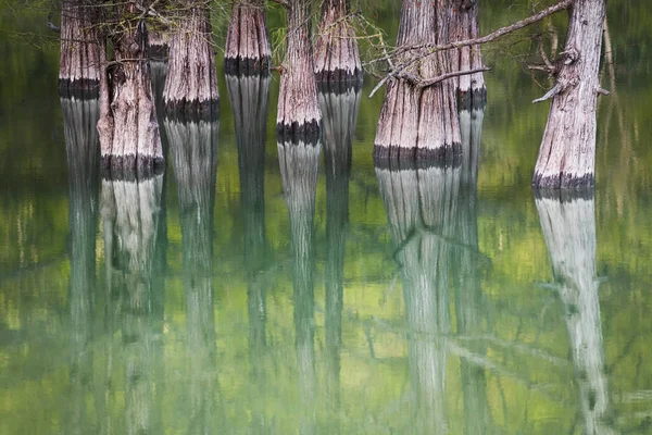 Krásné Jezero Stromy Rostoucími Vodě Abstraktní Letní Přírodní Zázemí Bažinové — Stock fotografie
