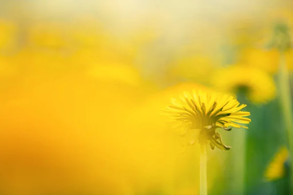 Blooming Yellow Dandelions Spring Macro Image Blurred Summer Nature Background — Stock Photo, Image