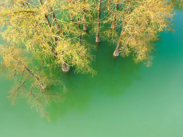 아름다운 호수에 물에서 나무들이 자라고 있습니다 여름의 공중에서 아래로 내려다본 — 스톡 사진