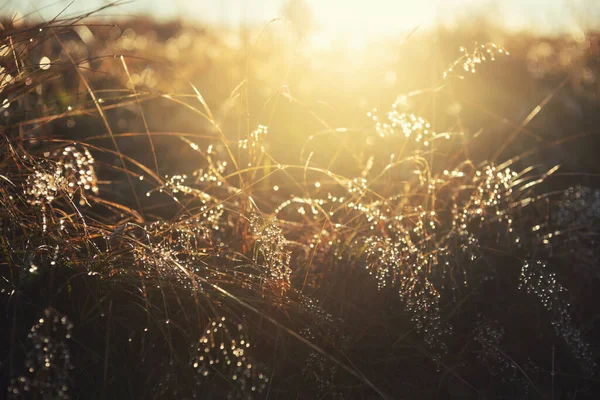 Gelbes Herbstgras Mit Morgentau Bei Sonnenaufgang Makroaufnahme Geringe Schärfentiefe Schöne — Stockfoto