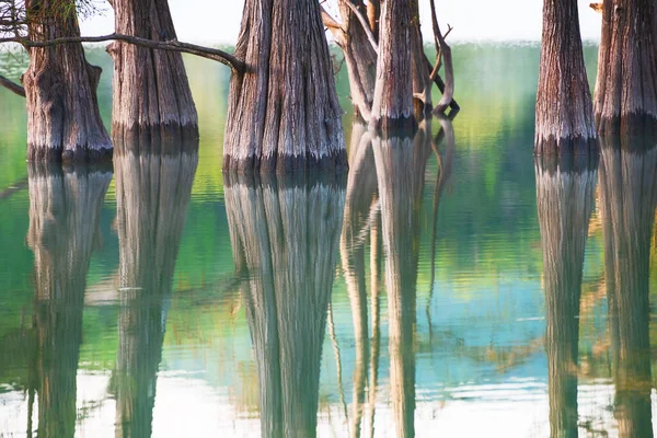 水の中に木が生えている美しい湖 要旨夏の自然背景 ロシアのアナパにあるSkko湖の湿地サイプレス — ストック写真