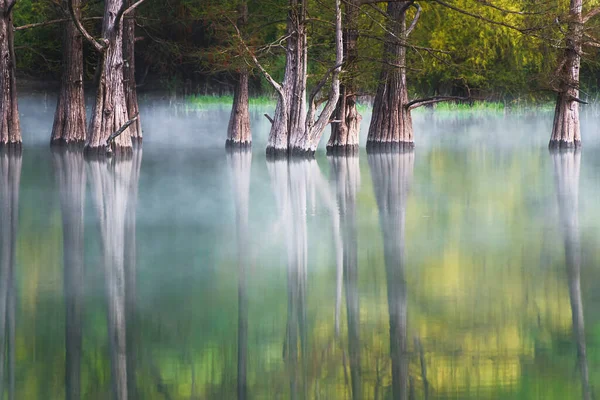 아름다운 호수에 물에서 나무들이 자라고 있습니다 여름의 정취적 러시아 아나파에 — 스톡 사진