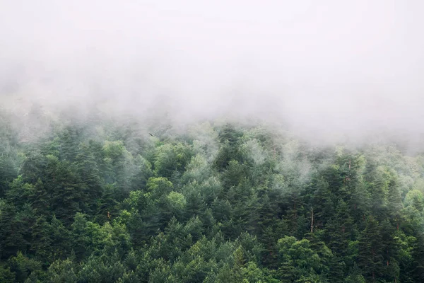Névoa Matinal Nas Montanhas Nascer Sol Nuvens Sobre Árvores Verdes — Fotografia de Stock