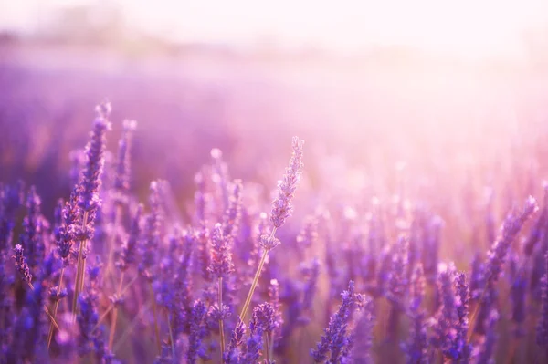 Kwiaty Lawendy Zachodzie Słońca Prowansji Francji Makroobraz Płytka Głębia Ostrości — Zdjęcie stockowe