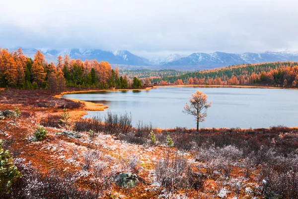 Λίμνη Κιντέλου Στα Βουνά Αλτάι Σιβηρία Ρωσία Κίτρινα Φθινοπωρινά Δέντρα — Φωτογραφία Αρχείου