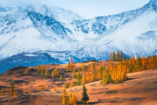 白雪覆盖的群山 长满了黄色的秋天树 美丽的秋天风景 俄罗斯西伯利亚阿尔泰山脉的夸赖草原 — 图库照片