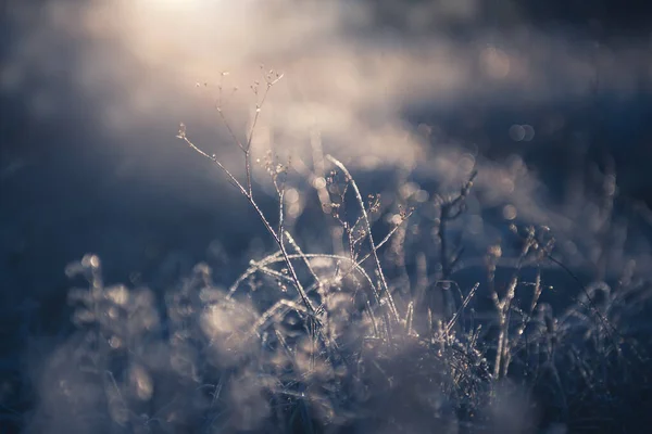 Заморожені Рослини Зимовому Лісі Сході Сонця Абстрактний Зимовий Фон Природи — стокове фото