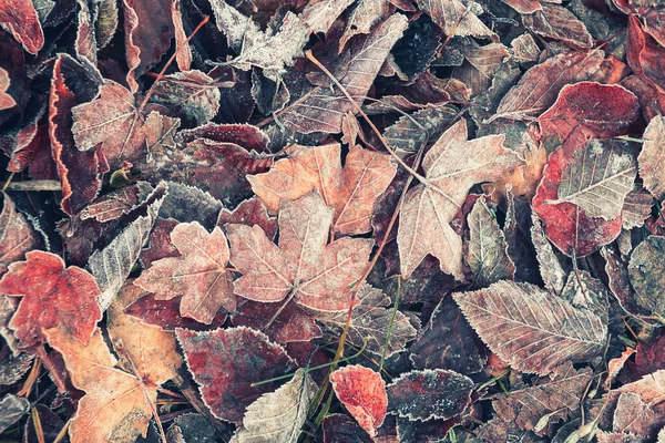 Matte Kleurrijke Herfstbladeren Het Bos Prachtige Herfst Natuur Achtergrond Macro — Stockfoto