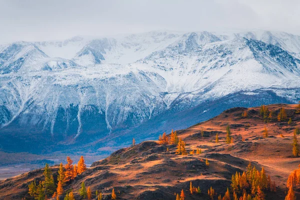 Χιονισμένα Βουνά Και Κίτρινα Φθινοπωρινά Δέντρα Kurai Steppe Στα Βουνά — Φωτογραφία Αρχείου