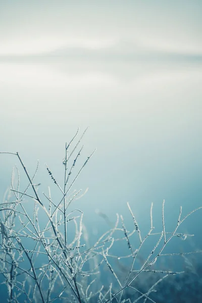 霜霧の朝に湖の岸に覆われた木 マクロ画像 フィールドの浅い深さ 秋の自然背景 — ストック写真