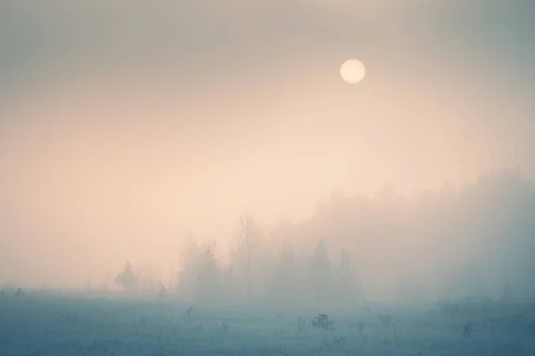 Met Vorst Bedekte Bomen Het Winterbos Bij Mistige Zonsopgang Abstract — Stockfoto