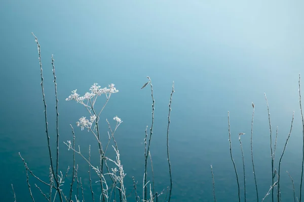 stock image Frosted plants on the shore of lake. Macro image, shallow depth of field. Winter nature background