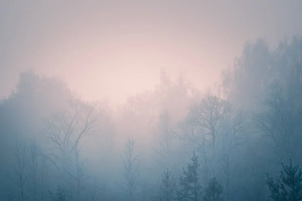 Морозостійкі Дерева Зимовому Лісі Під Час Туманного Сходу Сонця Абстрактний — стокове фото