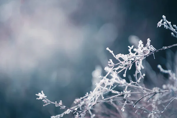 Frostade Träd Vinterskogen Makrobild Kort Skärpedjup Vacker Vinter Natur Bakgrund — Stockfoto
