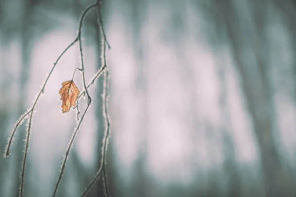 Kış Ormanındaki Ağaçta Buzla Kaplı Sarı Yaprak Makro Görüntü Yüzeysel — Stok fotoğraf
