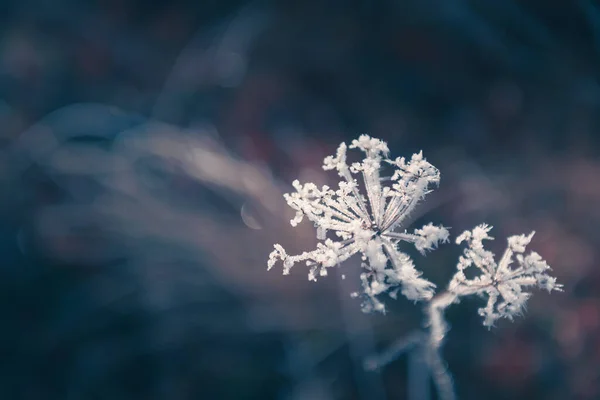 Matte Planten Het Herfstbos Macro Beeld Ondiepe Scherptediepte Winter Natuur — Stockfoto