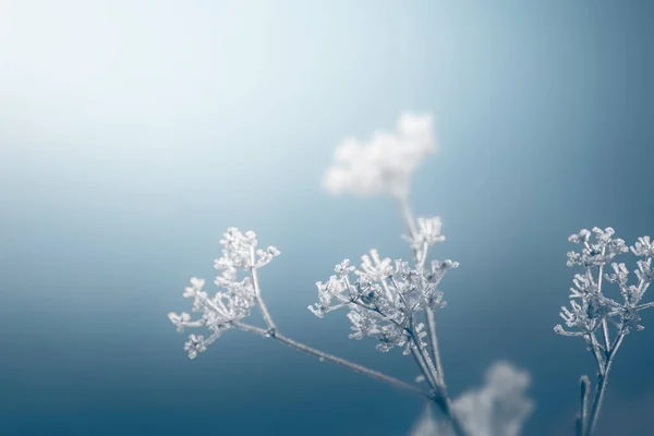 Frosted Plants Shore Lake Macro Image Shallow Depth Field Winter — Stock Photo, Image