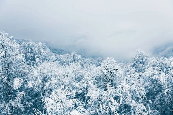 Заснеженные Деревья Зимних Горах Туманный День Красивый Зимний Фон — стоковое фото