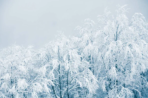 Árboles Cubiertos Nieve Bosque Invierno Día Niebla Hermosa Naturaleza Invierno —  Fotos de Stock