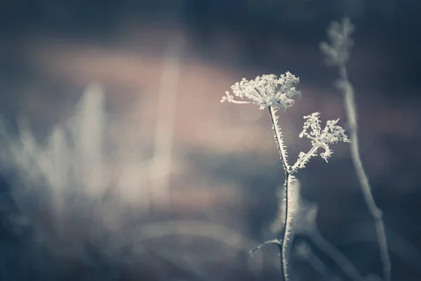 Замороженные Растения Осеннем Лесу Макроизображение Мелкая Глубина Резкости Зимний Фон — стоковое фото