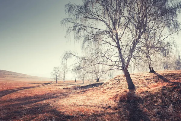 Морозостійкі Дерева Трава Осінніх Горах Під Час Туманного Сходу Сонця — стокове фото