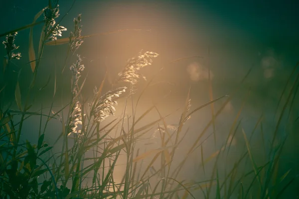 Очерет Березі Озера Під Час Заходу Сонця Прекрасний Осінній Краєвид — стокове фото