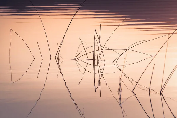 Очерет Березі Озера Під Час Заходу Сонця Рослини Відбиваються Спокійній — стокове фото