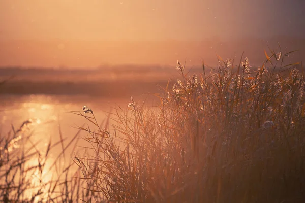 Очерет Березі Озера Під Час Заходу Сонця Прекрасний Осінній Краєвид — стокове фото