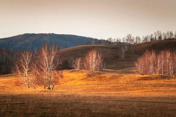 Podzimní Stromy Kopcích Suchou Trávou Padajícími Žlutými Listy Při Západu — Stock fotografie