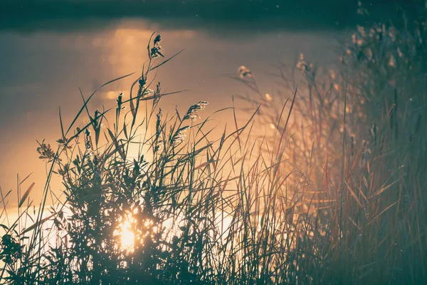 Reeds Margem Lago Pôr Sol Bela Paisagem Outono Fundo Abstrato — Fotografia de Stock