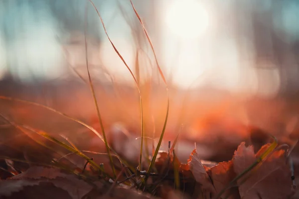 日没の森の中で黄色の秋の葉や草 マクロ画像 フィールドの浅い深さ 美しい秋の自然背景 — ストック写真