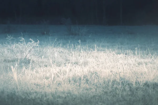 Морозостійкі Рослини Зимовому Лісі Сході Сонця Вибірковий Фокус Прекрасний Зимовий — стокове фото