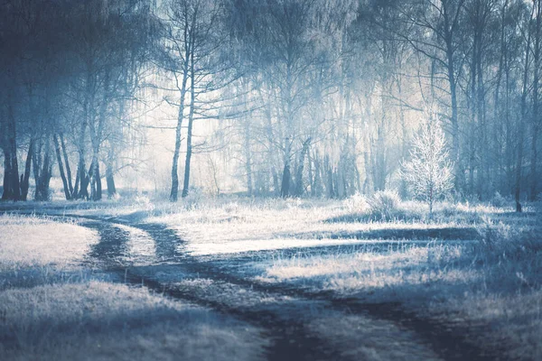 Дорога Покритими Морозами Деревами Зимовому Лісі Під Час Туманного Сходу — стокове фото