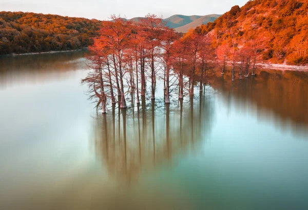 Красивое Озеро Деревьями Растущими Воде Осенний Пейзаж Болотные Кипарисы Озере — стоковое фото