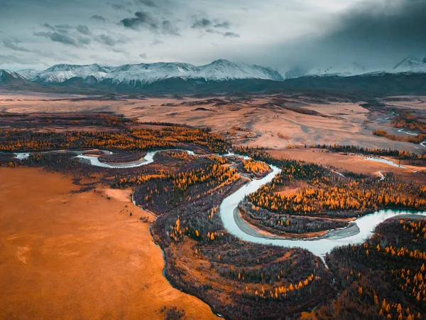 Řeka Chuya Žlutými Podzimními Stromy Horách Altai Sibiř Rusko Letecký — Stock fotografie
