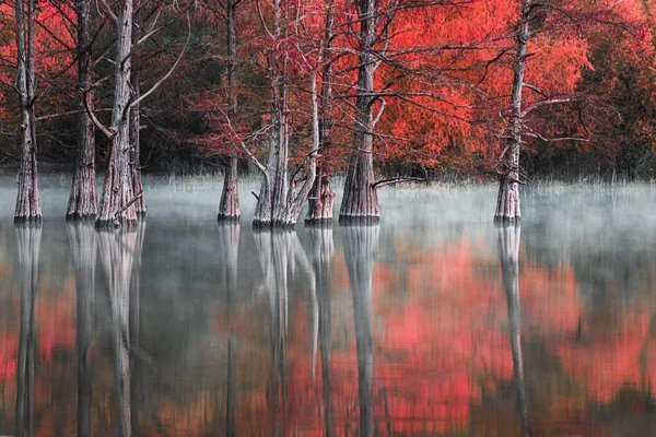 stock image Beautiful lake with trees growing in the water. Autumn landscape. Fog over the water. Swamp cypresses on Sukko lake in Anapa, Russia.